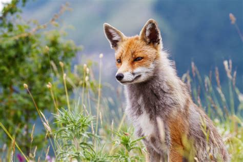 狐狸 圖|133,400+ 項狐狸照片檔、圖片和免版稅影像